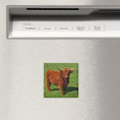 Écosse Highland Cattle Magnet (In Situ (Lave-vaisselle))