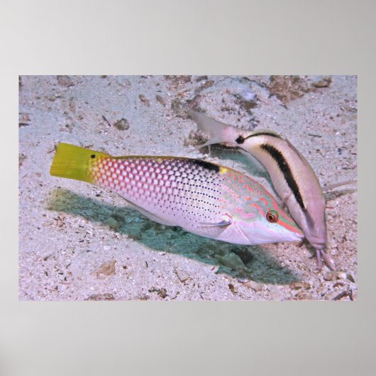 Écrasage du tableau de bord (Devant)