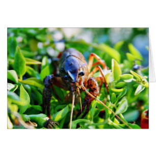 Écrevisses de Crawdads d'écrevisses