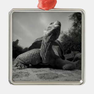 Ecuador, Galapagos-eilanden Nationaal Park, Santa Metalen Ornament