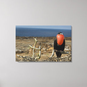 Ecuador, Galapagos, Genovesa-eiland. Prins Canvas Afdruk