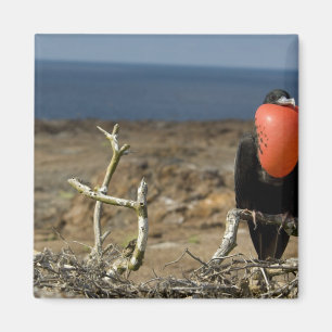 Ecuador, Galapagos, Genovesa-eiland. Prins Magneet