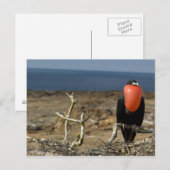 Ecuador, Galapagos, Genovesa. Prins Briefkaart (Voorkant / Achterkant)