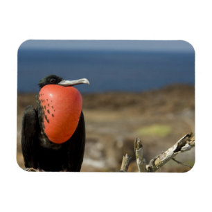 Ecuador, Galapagos, Genovesa. Prins Magneet