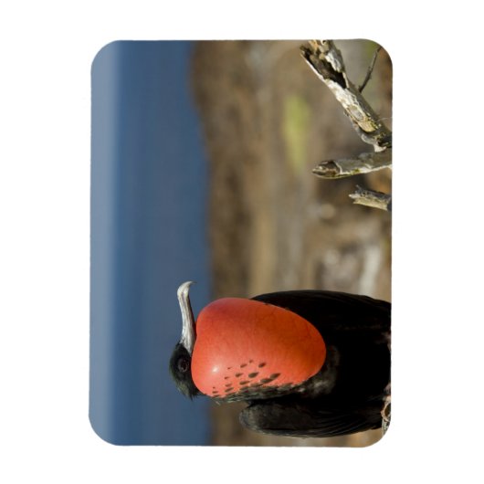 Ecuador, Galapagos, Genovesa. Prins Magneet (Verticaal)