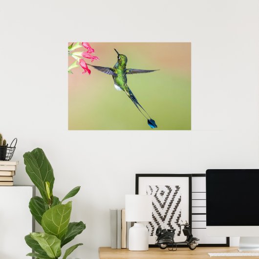 Ecuador Hummingbird met Long Tail Feathers Poster (Thuiskantoor)