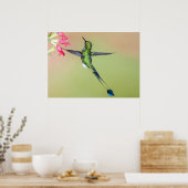 Ecuador Hummingbird met Long Tail Feathers Poster (Keuken)
