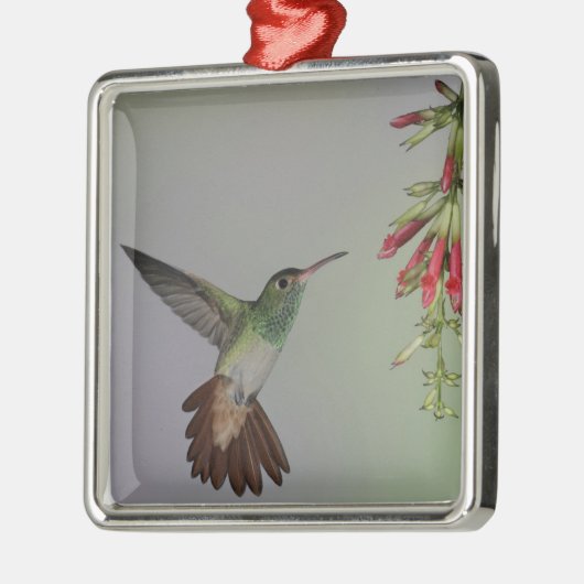 Ecuador, Tandayapa Bird Lodge. Rufstaartstaart Metalen Ornament (Links)