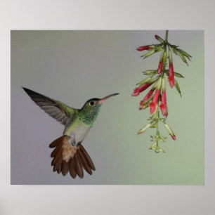 Ecuador, Tandayapa Bird Lodge. Rufstaartstaart Poster