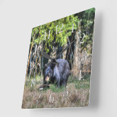 Écub d'ours noir sauvage et horloge photo de la fa (Angle)