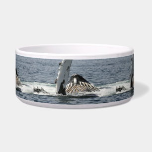 Écuelle Baleine à bosse