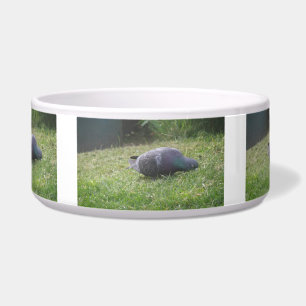 Écuelle Bol de chien de pigeon dormant