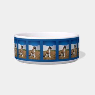 Écuelle Bordure étonnante Collie Pup en céramique Pet Bowl