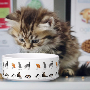 Écuelle Commandes Cat