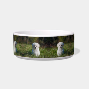 Écuelle Joli chiot blanc
