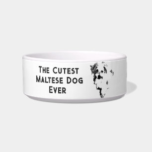 Écuelle Le chien maltais le plus mignon jamais