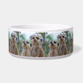 Écuelle Meerkat_2015_0410 (Droite)