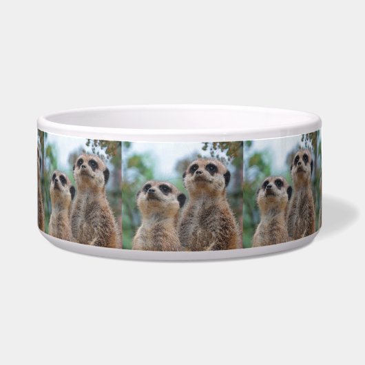 Écuelle Meerkat_2015_0410 (Devant)