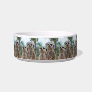 Écuelle Meerkat_2015_0410