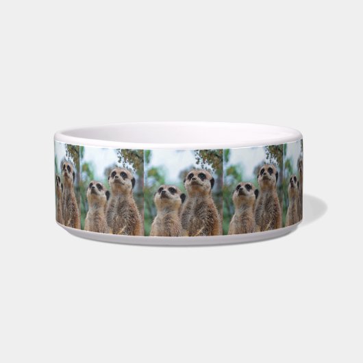 Écuelle Meerkat_2015_0410 (Gauche)
