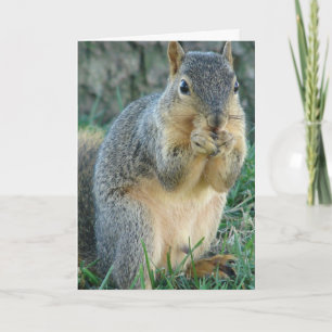Écureuil adorable Toutes les occasions Carte de vo