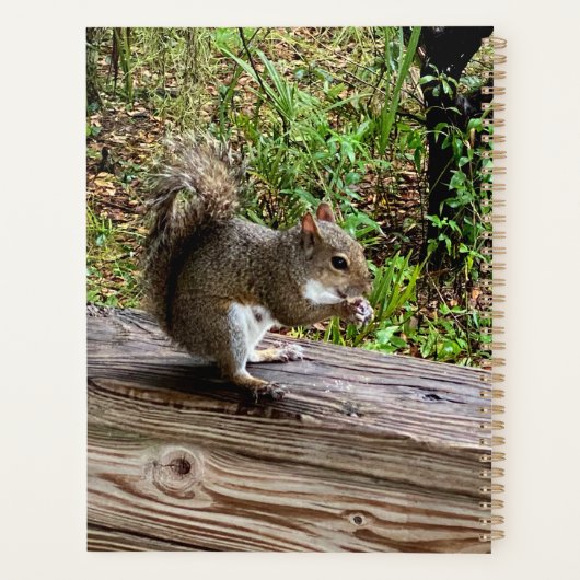 Écureuil affamé (Dos)