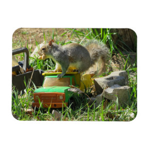 Écureuil affamé sur le Magnet de camion de jouets