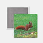 Écureuil avec aimant noyer (Recto/Verso)