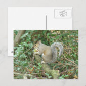 Écureuil avec carte postale Acorn (Devant / Derrière)