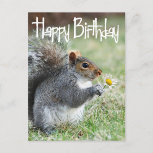 Cartes Postales Joyeux Anniversaire Ecureuil Originales Zazzle Be