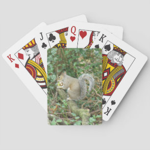 Écureuil avec des cartes de jeu Acorn