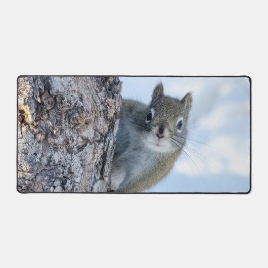 Écureuil Curieux, À Partir D'Un Arbre (Recto)