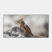 Écureuil curieux dans la nature (Recto)