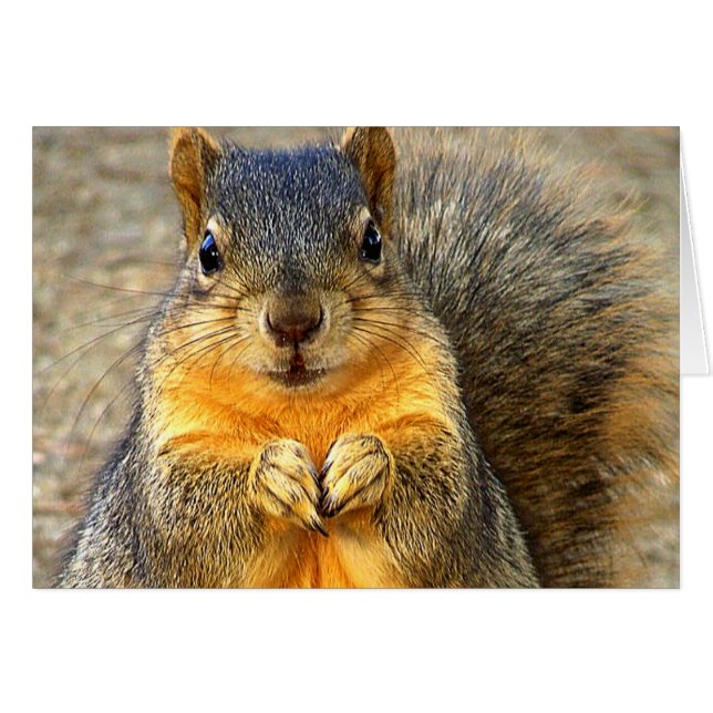 Écureuil d'amour (Devant horizontal)