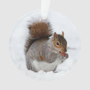 Écureuil dans la neige