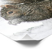 Écureuil dans la photographie de neige Imprimer (Coin)