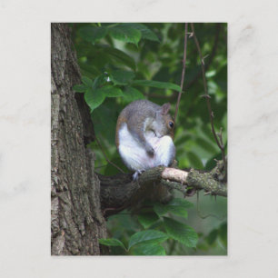 Écureuil dans l'arbre Carte postale photo