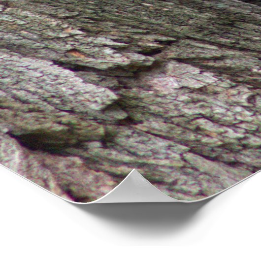 Écureuil dans l'arbre Poster photo (Coin)