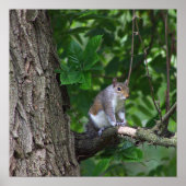 Écureuil dans l'arbre Poster photo (Devant)