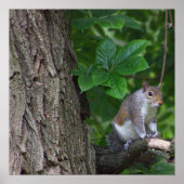 Écureuil dans l'arbre Poster photo (Devant)