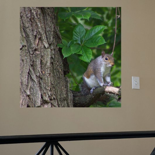 Écureuil dans l'arbre Poster photo