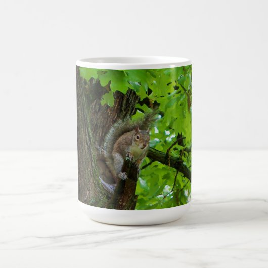 Écureuil dans un mug de la nature du chêne (Centre)