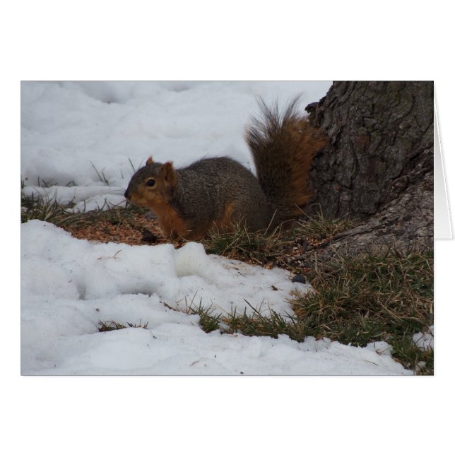 Écureuil et neige (Devant Horizontal)