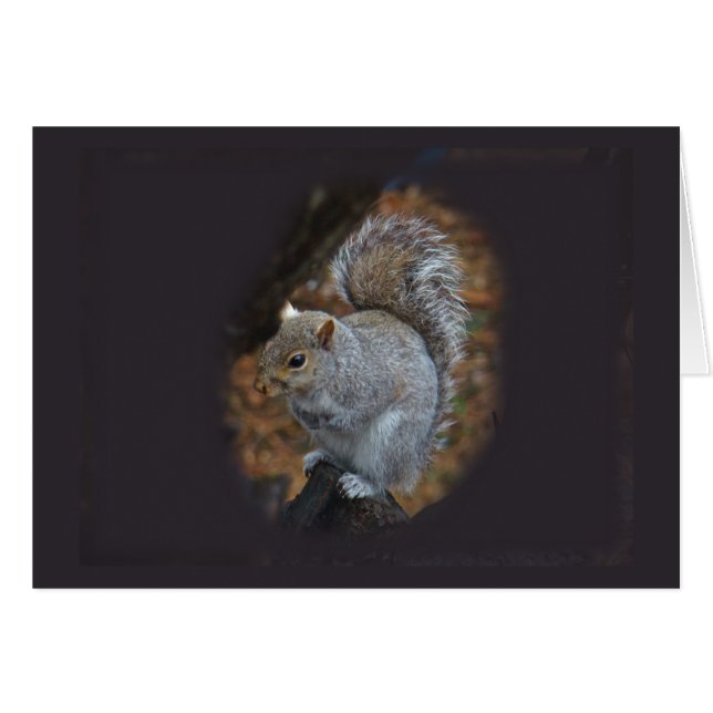 Écureuil gris de l'Est - Sciurus carolinensis (Devant horizontal)
