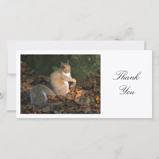 Écureuil Gris - Merci (Devant)