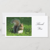 Écureuil gris - Merci (Devant)