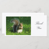 Écureuil gris - Merci (Devant / Derrière)