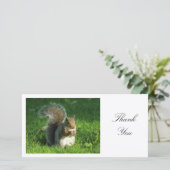 Écureuil gris - Merci (Debout devant)