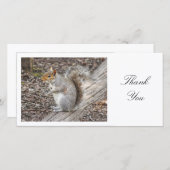 Écureuil gris - Merci (Devant / Derrière)