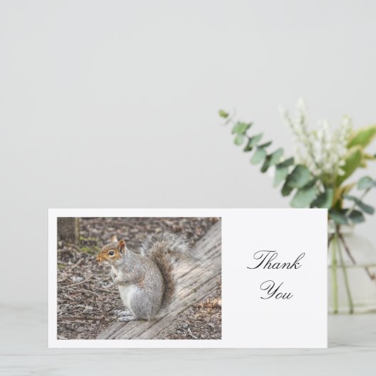 Écureuil gris - Merci (Debout devant)